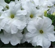 Petunia grfl Festival White 1